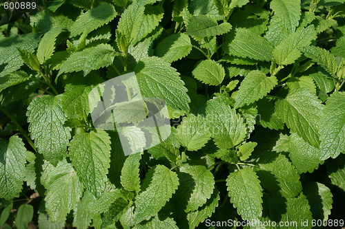 Image of Lemon Balm