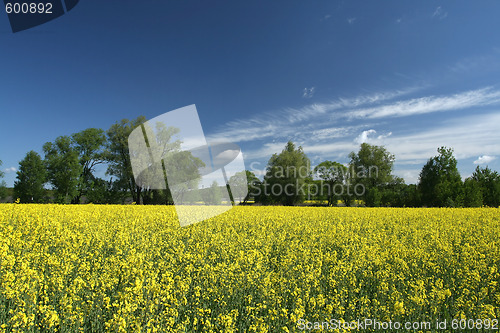 Image of Rapeseed field