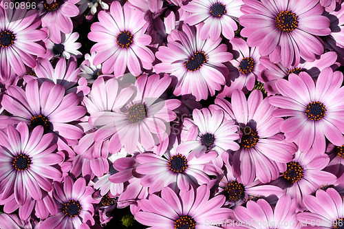 Image of Pink flowers