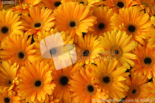 Image of Yellow flowers background