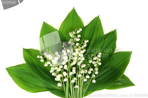 Image of White lilies