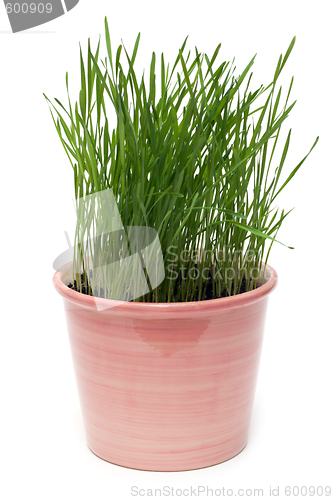 Image of Ceramic pot with green herb