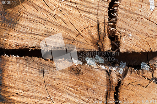 Image of Wooden old stump