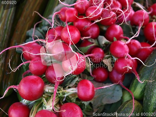 Image of Radish