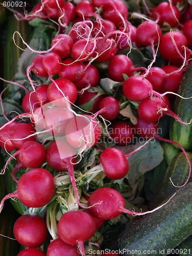 Image of Radish 