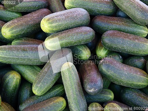 Image of Cucumber