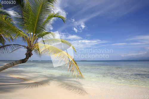 Image of Paradise Beach with Coconut Palm