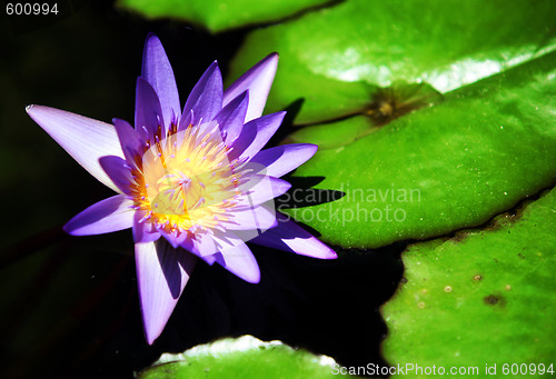 Image of Waterlily