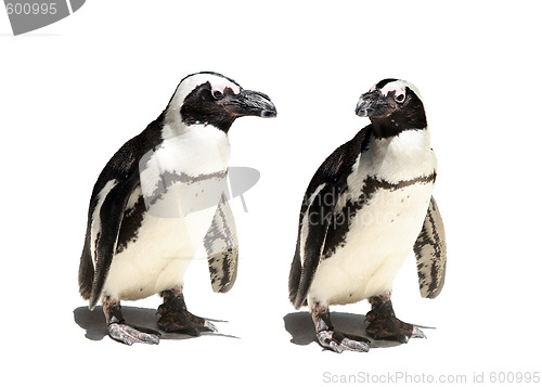 Image of Penguin couple
