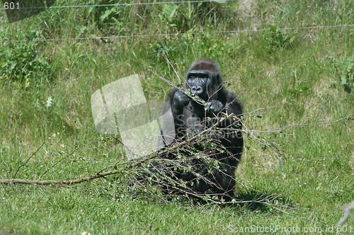 Image of Gorilla