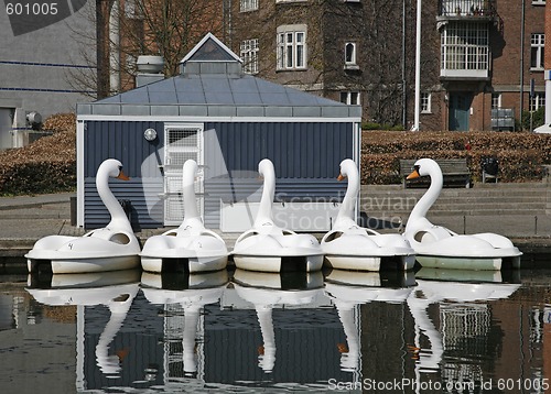 Image of Swans 