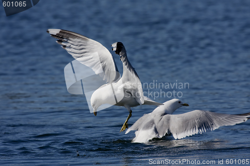 Image of seagulls