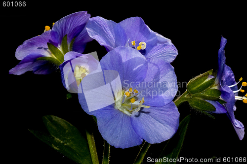 Image of blue flower