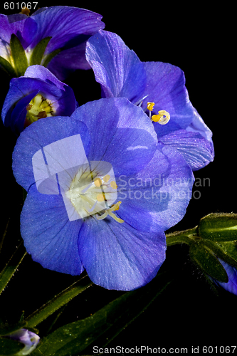 Image of Blue flower