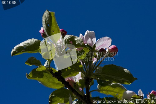 Image of appleblossom