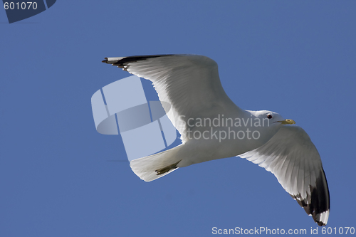 Image of seagull in flight