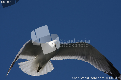Image of seagull in flight