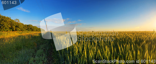 Image of Field on sunset panorama