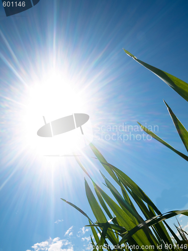 Image of Young wheat field at spring