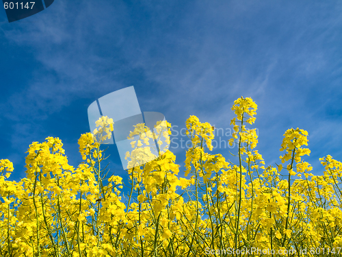 Image of Rapeseed field