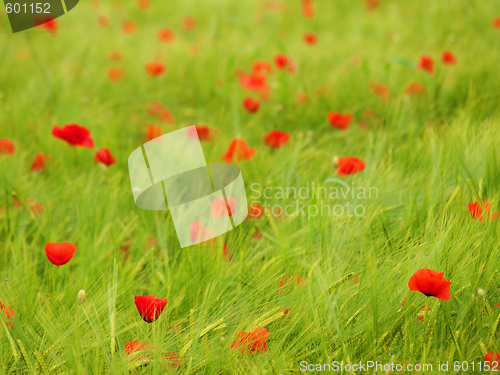 Image of Fresh young barley field