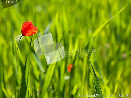 Image of Fresh young wheat