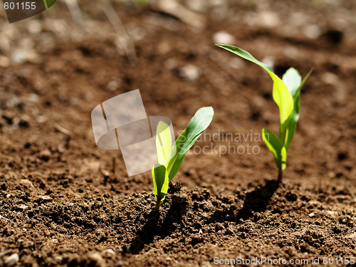 Image of Young corn crops stalk