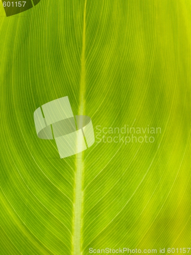 Image of Green leaf