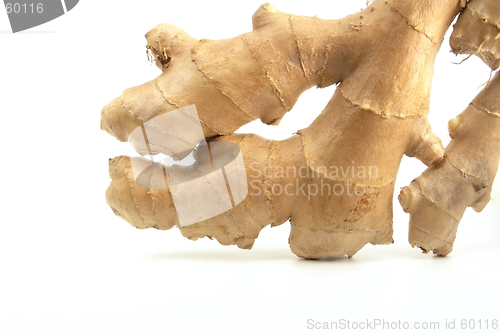 Image of Ginger