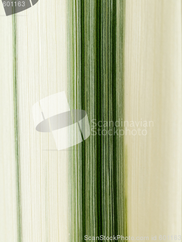 Image of Leaf detail