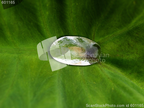 Image of Rain drop
