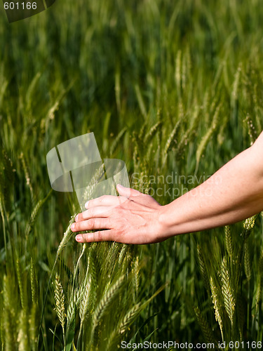 Image of Woman hand in barley field