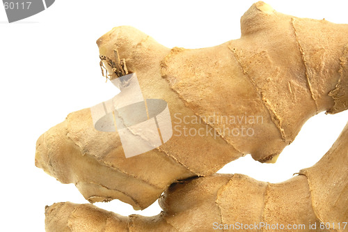 Image of Ginger