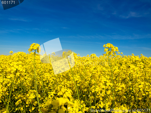 Image of Rapeseed field