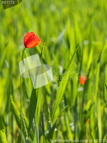 Image of Fresh young wheat