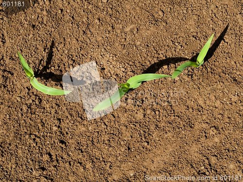 Image of Young corn crops stalk