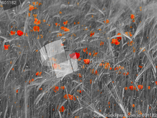 Image of Fresh young barley field