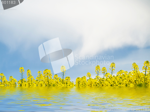 Image of Rape field and water