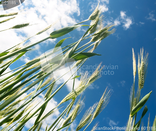 Image of Green barley field