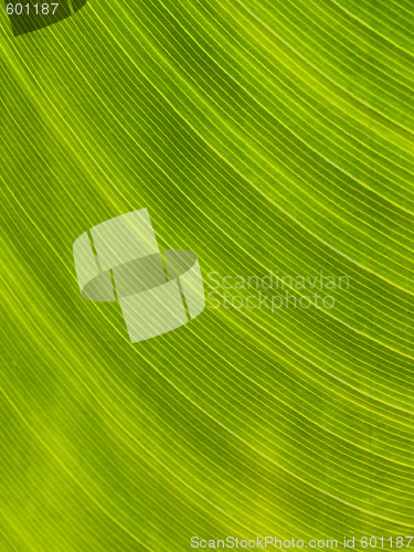Image of Green leaf