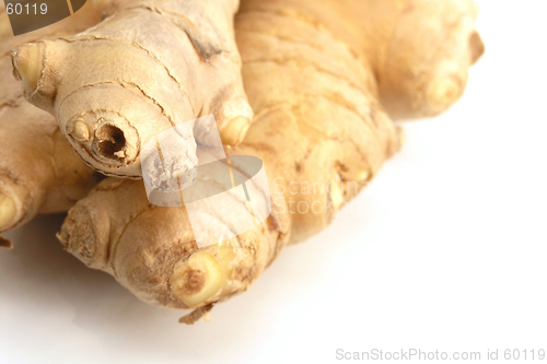 Image of Ginger