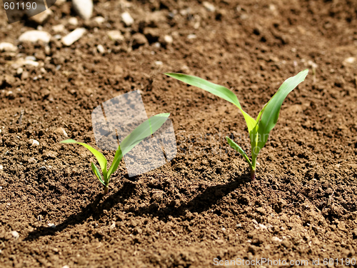 Image of Young corn crops stalk