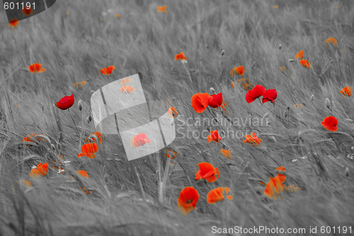 Image of Fresh young barley field