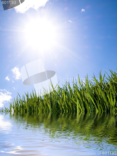 Image of Green wheat field