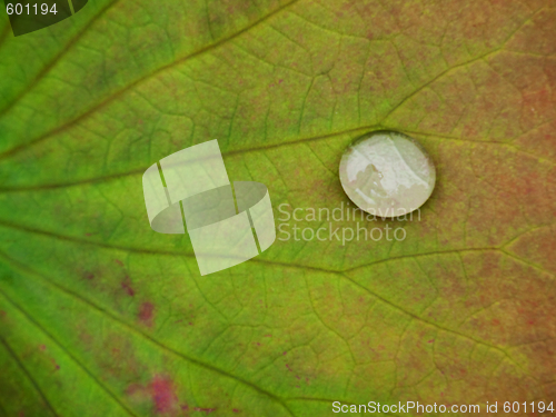 Image of Rain drop