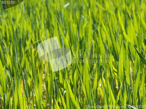 Image of Fresh young wheat