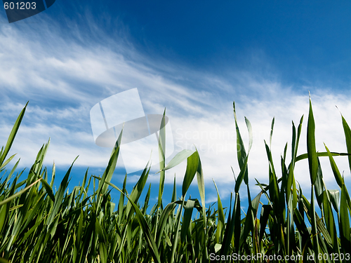 Image of Young wheat field at spring