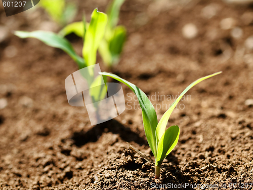 Image of Young corn crops stalk