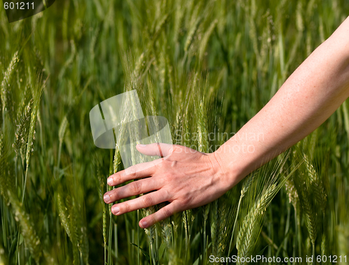 Image of Woman hand in barley field