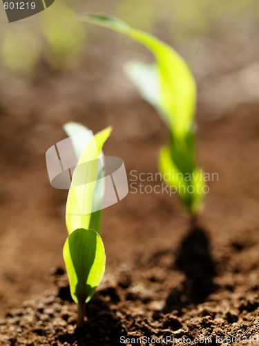 Image of Young corn crops stalk